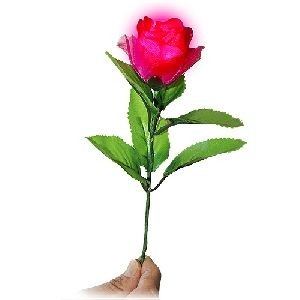 Light in the Rose (Standard)